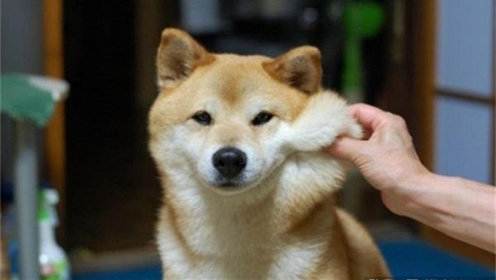 柴犬: 猫咪, 让我摸摸你的头, 咋滴啦