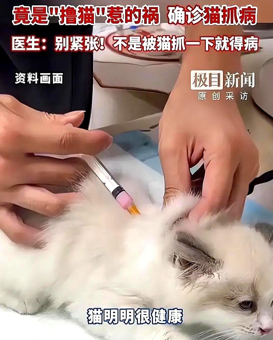 猫打了疫苗就绝对安全？武汉一位妈妈被现实泼醒。儿子连烧两天到38度，蔫得不行