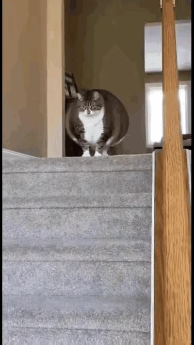 第一次看见这么肥的猫😯[笑着哭]