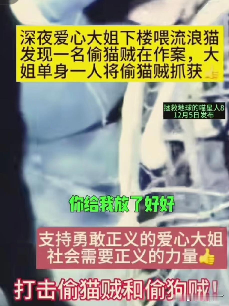 深夜惊现惊心一幕！12月5日，一位爱心大姐在投喂流浪猫时，撞见偷猫贼正“黑手”作