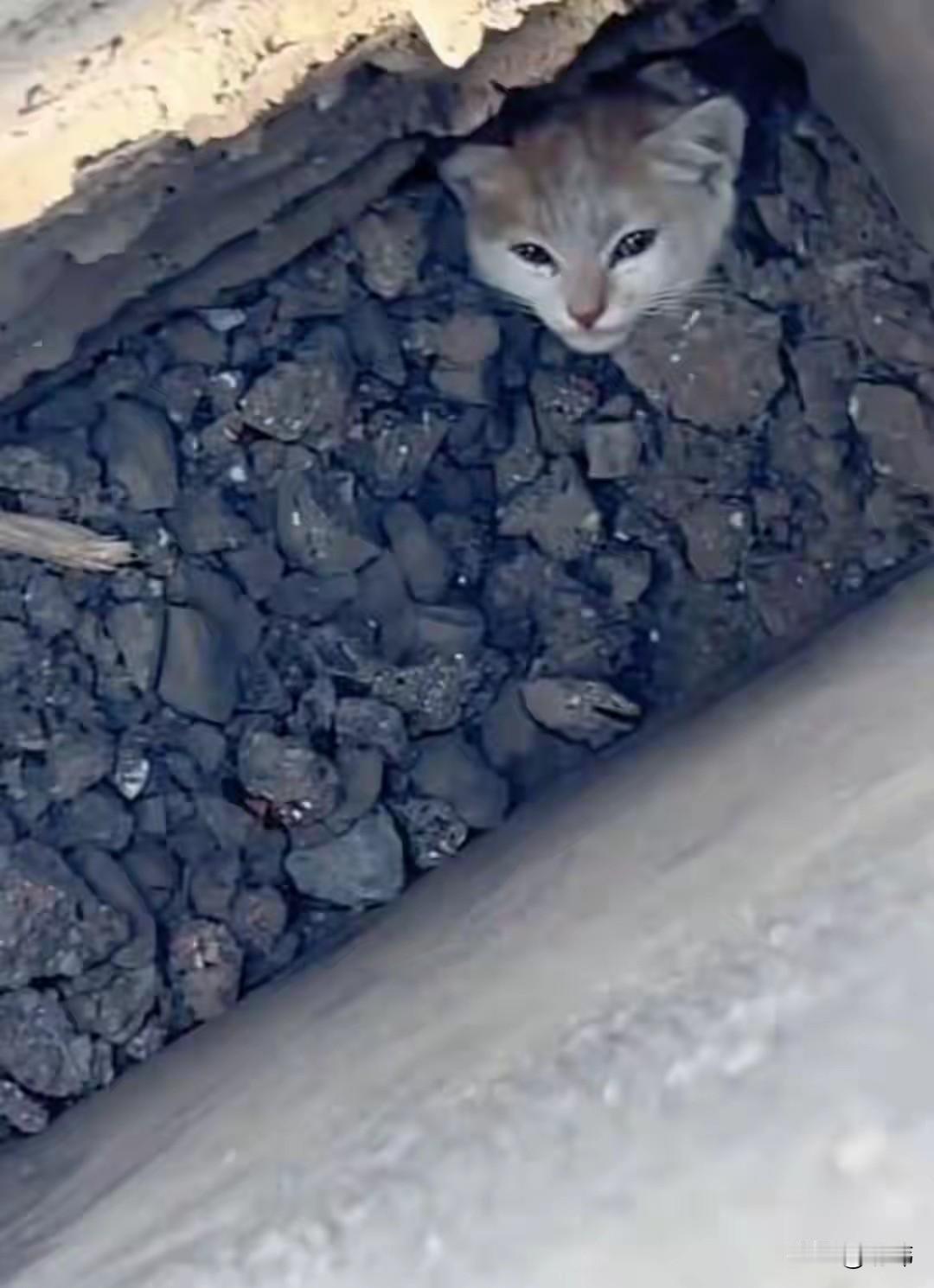 太坏了！这天一位小姐姐去公园散步，当她走到一个刚翻新的花坛的时候，听到有小猫非常