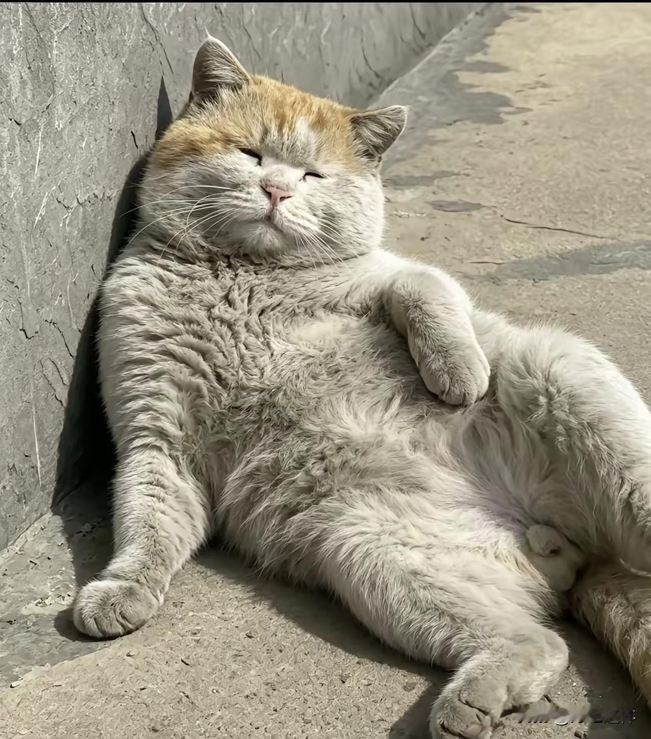 那些劝人不要收养这只“脏脏猫”的人，你们可曾想过，流浪猫在外流浪风险极高，并非像