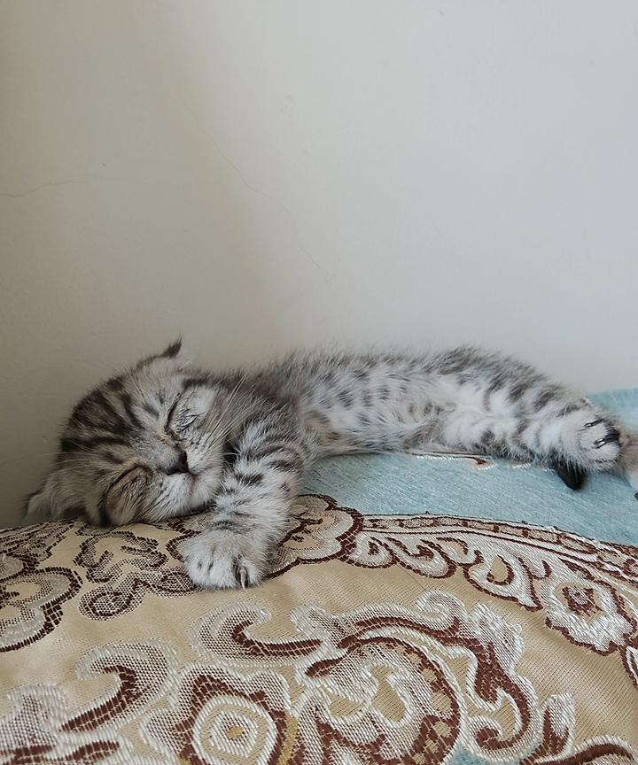 家里新来一只小猫咪！这个毛孩子真的好可爱，不到一个月的小猫，牙都没长齐全，自己