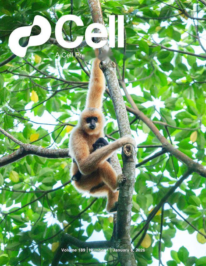 生物学刊物《细胞》最新封面论文, 由中国学者联合发表