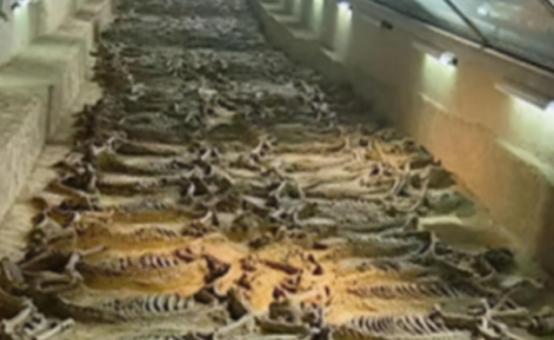 考古队员清理河南安阳一座商代大墓时，在墓门内侧的石缝里摸到了异样的凸起。小心