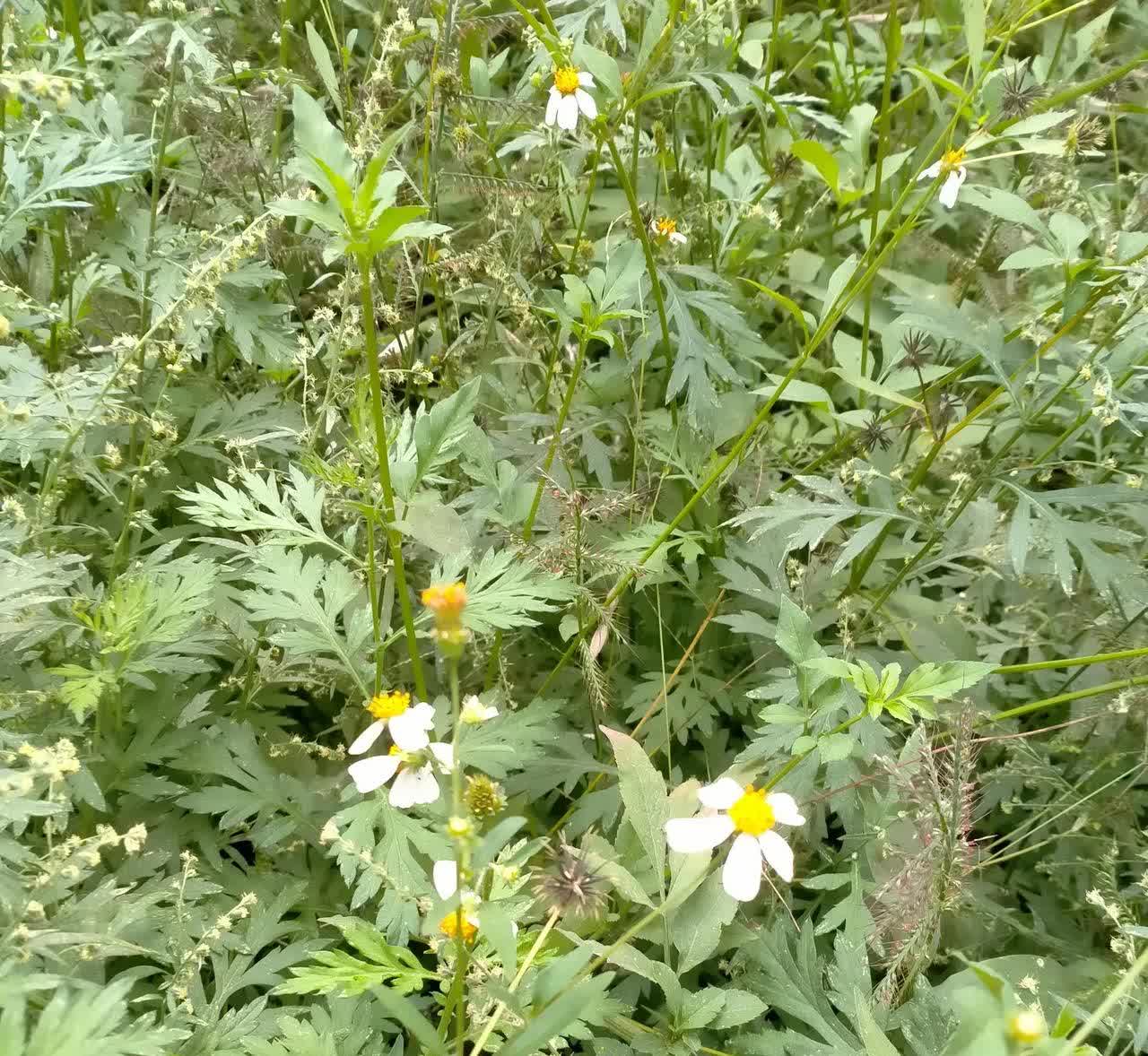 广东佛山，有一名男子驾车跟家人到外婆家摘菠萝蜜，刚到达外婆家，突然发现外婆的邻居