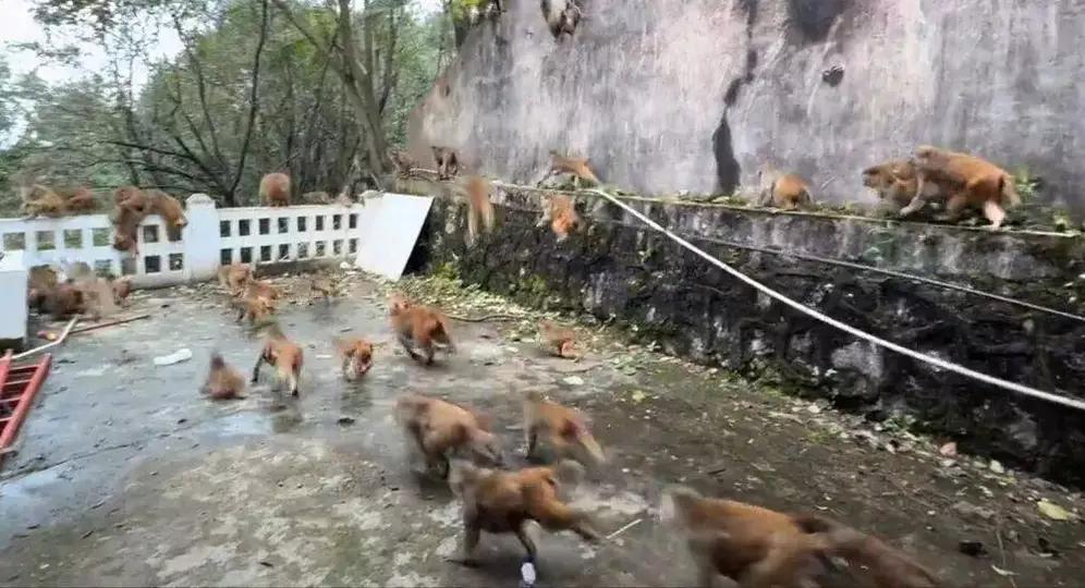 黔灵山猴群集体冲下山！密密麻麻似“猴雨”，园方回应藏着关键：这不是闹剧是警示