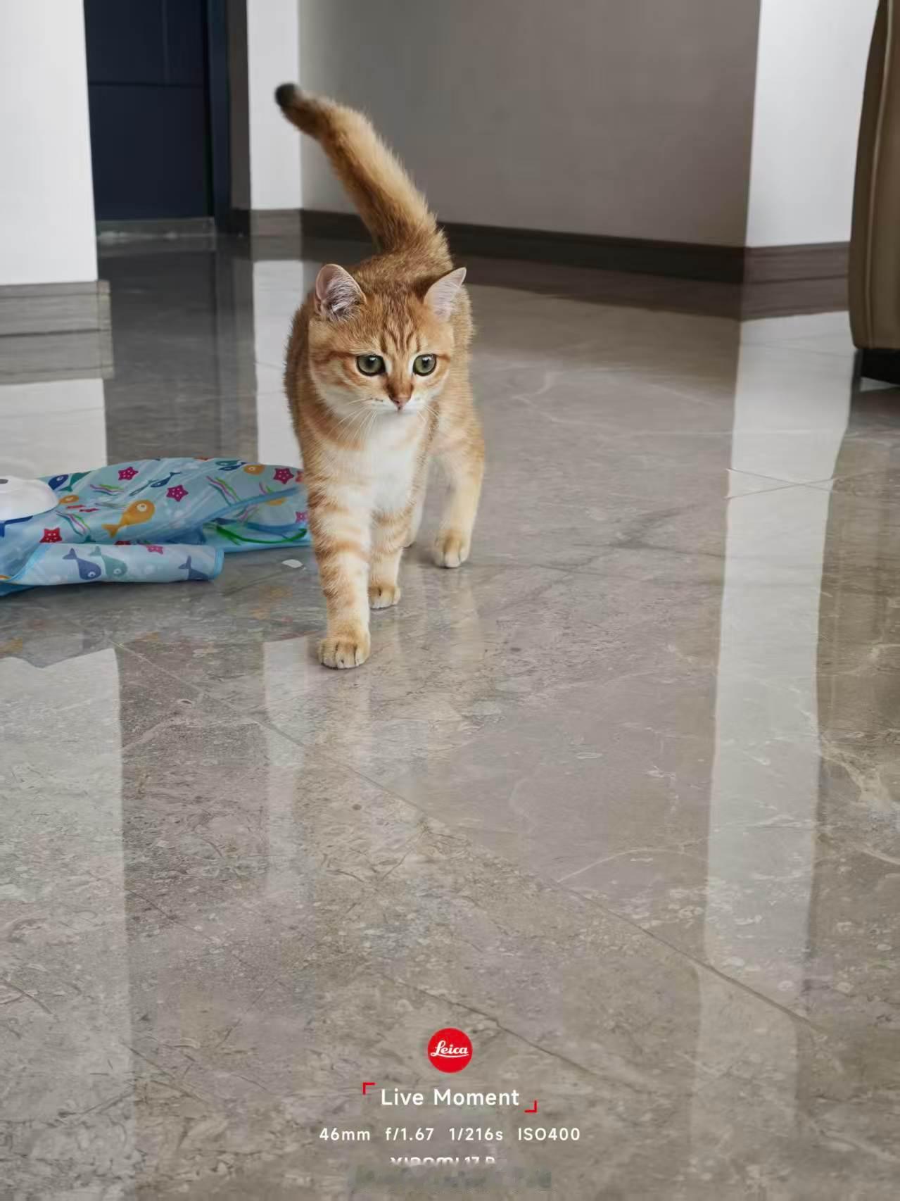 小猫走丢了能找回来吗？希望她平安今早隔山隔海收到家里人的消息小猫kinmi离奇