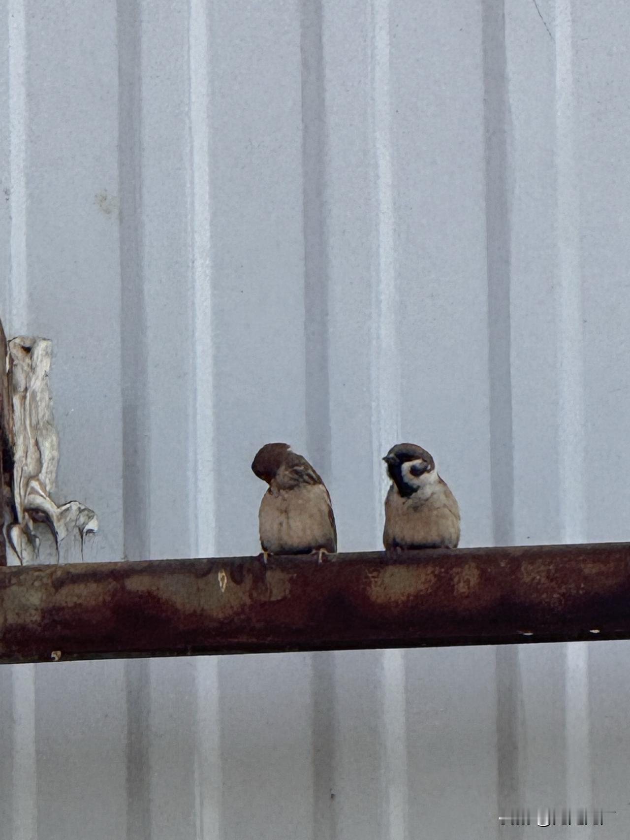 绿萝枯了三天才被发现，同事说“比我耐熬”。浇水时想起入职那天，HR说“公司