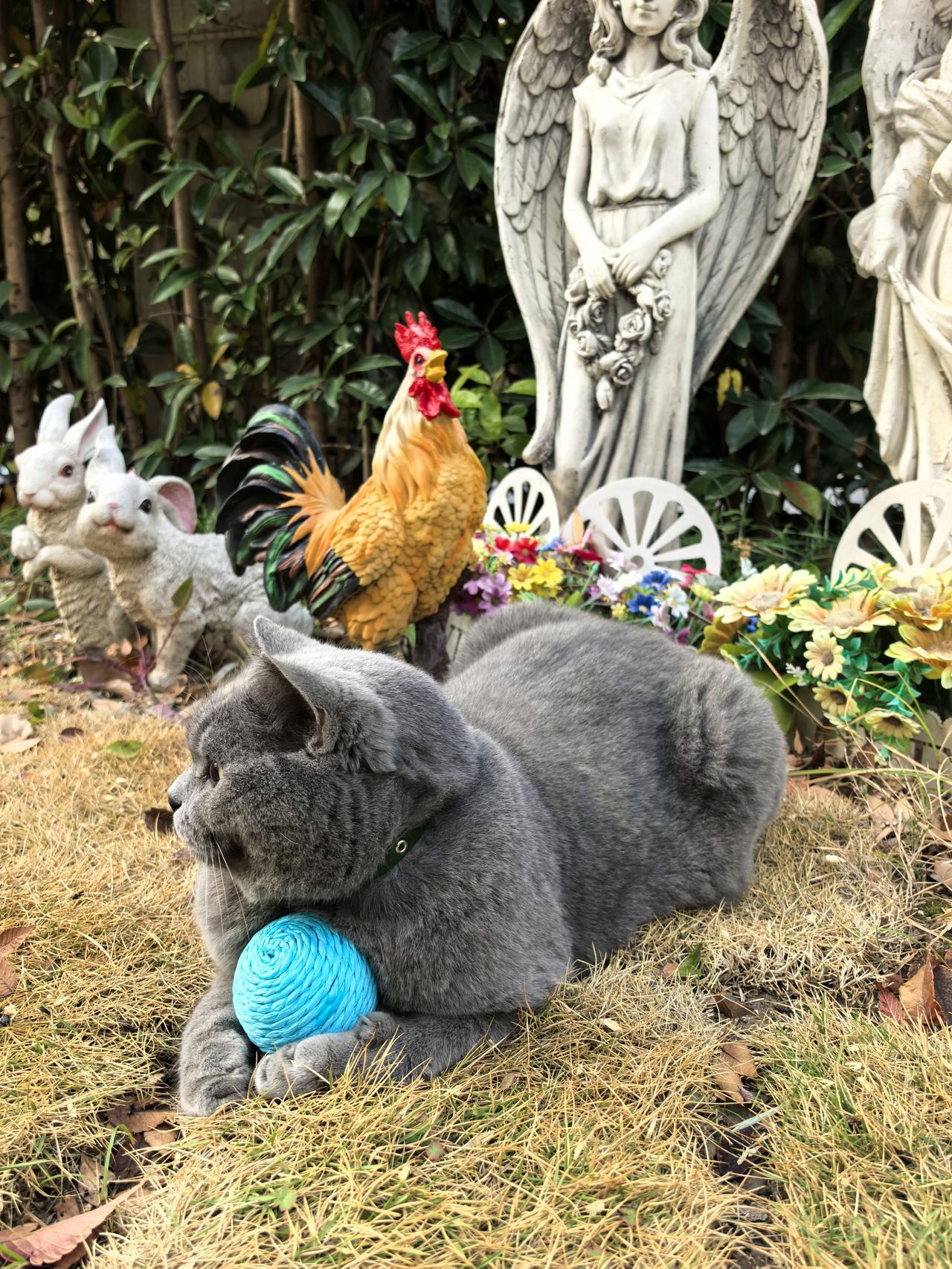 能晒一下你家猫咪慵懒的样子吗我家威武雄壮，大气又粘人萌乖的蓝短-东哥，每天巡视领