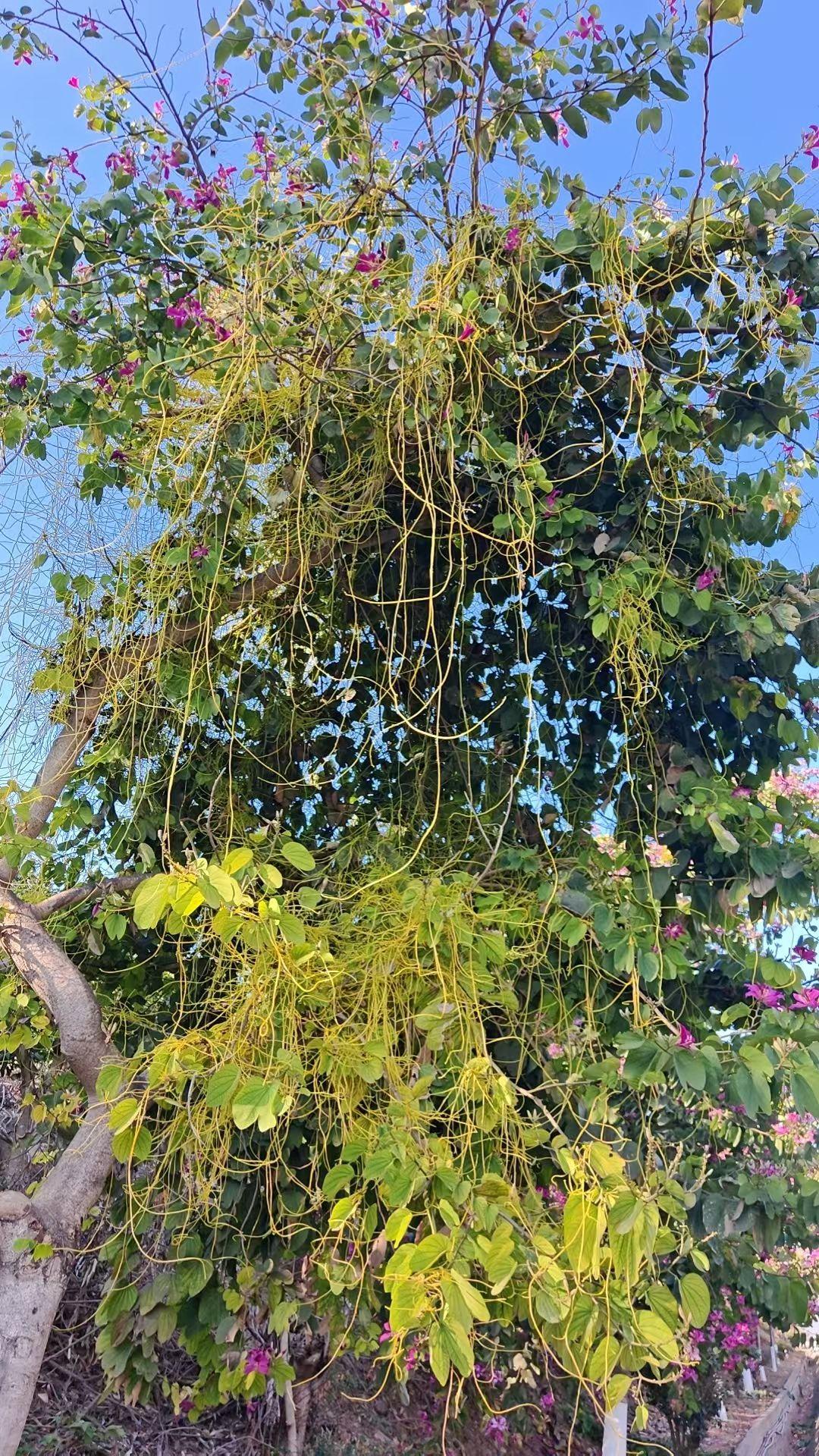 分享手机里随手拍的风景相片西双版纳的美不是说出来的，一定要身临其境感受一下，热带