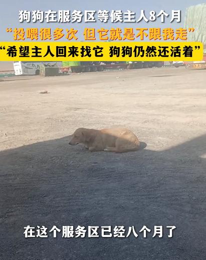 泪目了！新疆精河县，一男子得知狗狗在服务区等待主人8个月，投喂多次，却不愿意被男