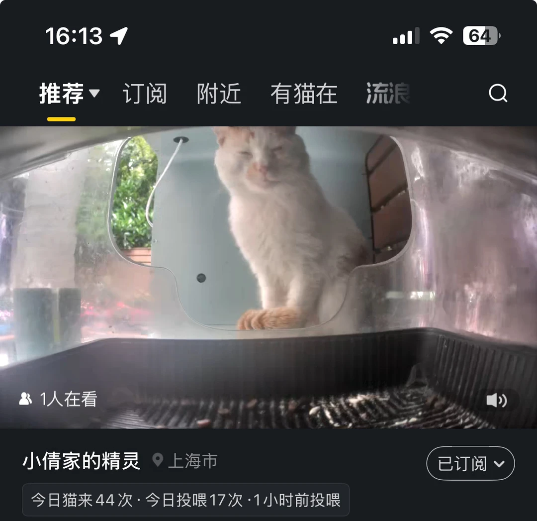 猫猫在等吃的