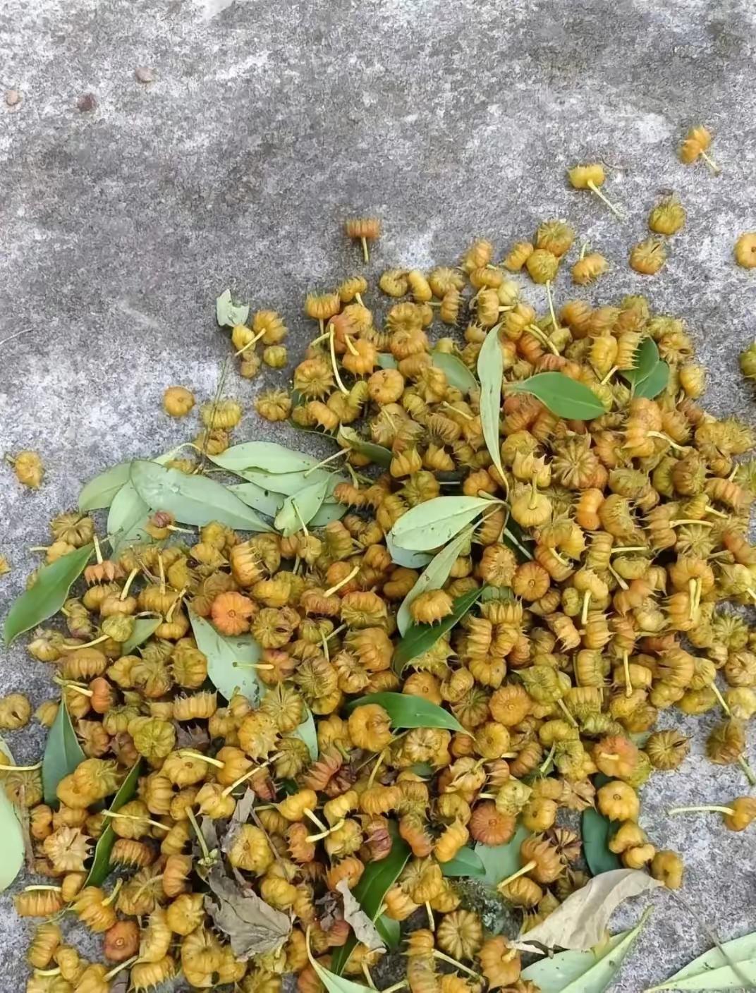 有知道这是什么东西的嘛？反正我小时候吃过这个。