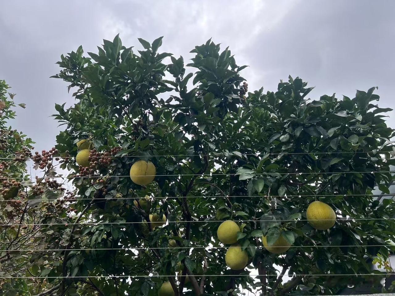 我们这边做月子是不能回娘家坐月子的，特别是有兄弟的人家，如果回娘家坐月子