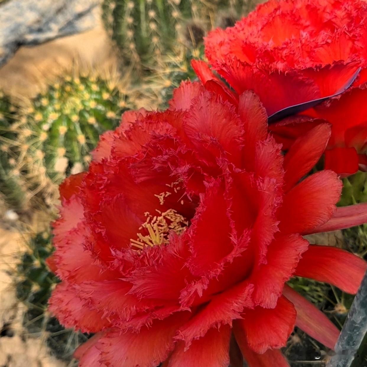 图3应该是卡耐西毛花柱开花。图4、5的毛花柱开花很漂亮，名字叫：K12四朵金花