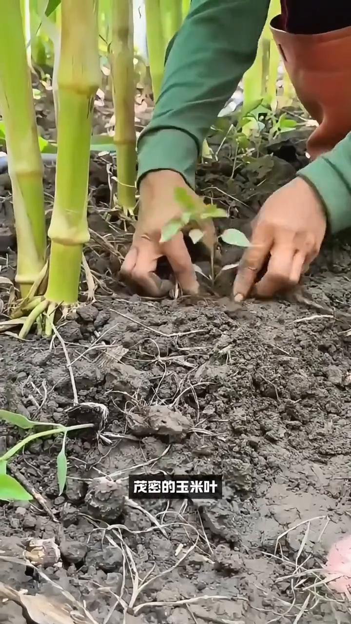 一地双丰收。这是世界上最大的骗局。在泰国，农民们会在同一时间、同一块地里进行双