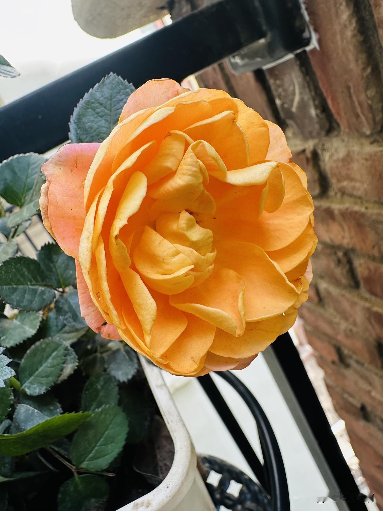 [笑着哭][笑着哭][笑着哭]哈哈哈，哈哈哈，哈哈哈哈笑死我了。是不是每个小区