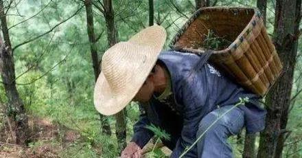 1998年8月，重庆忠县一名煤炭搬运工跑到长江边采草药。脚下的坡地突然塌了个