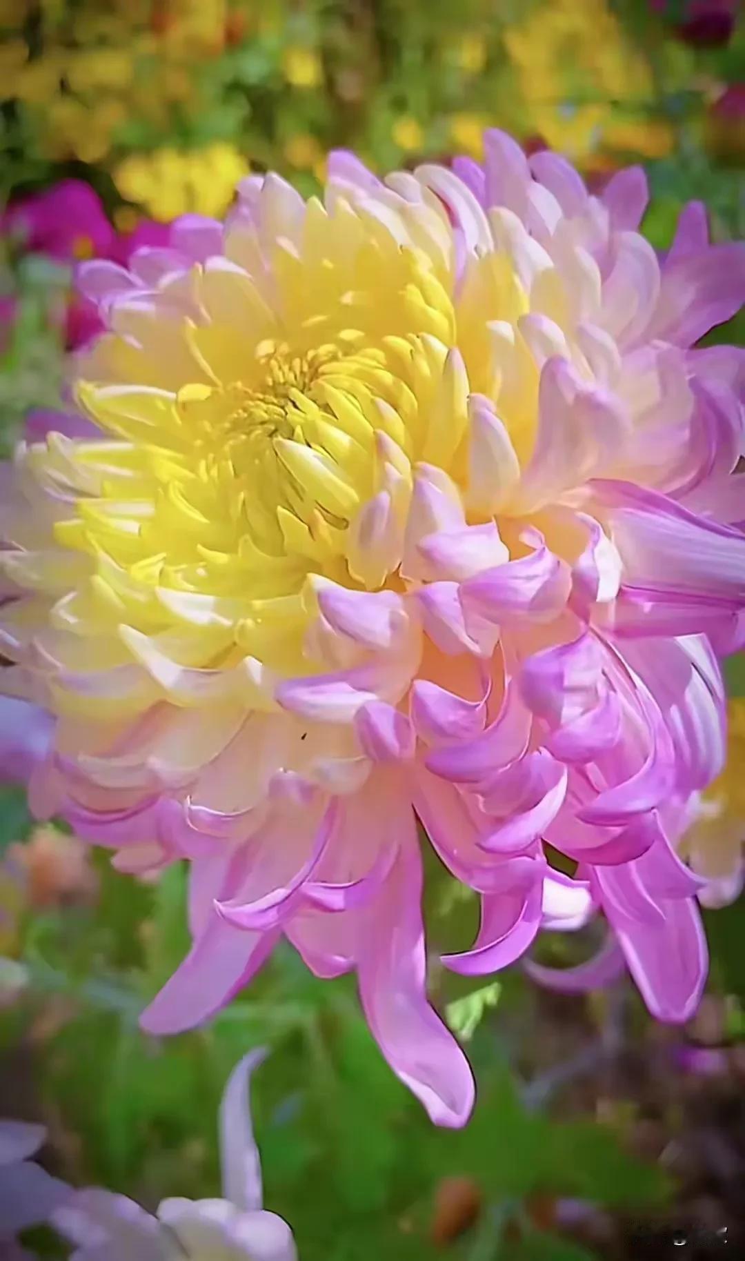 上联:秋窗摇落梧桐叶下联:晓风吹散菊花天横批:一叶知秋