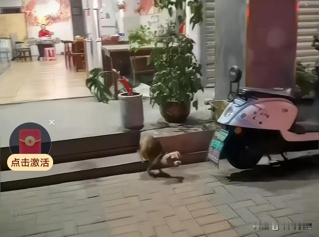 小狗在店门口瞧见两只狗狗，就一个劲儿地狂傲自大汪汪叫着冲向那两只大狗，可到了跟前