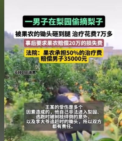 广西，男子看到一个梨园，里面的梨子，又大又饱满，他就跑进去偷梨子，结果被果农大爷