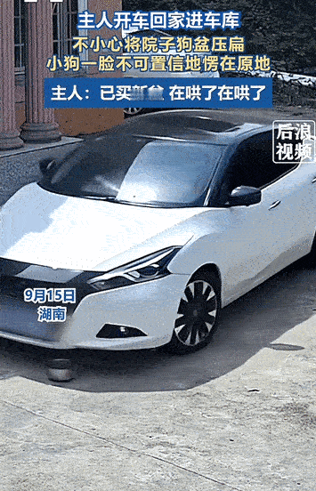 实在没忍住笑了！湖南，男子开车回家，不小心把自己家狗的饭碗给压扁了。狗狗在一旁亲