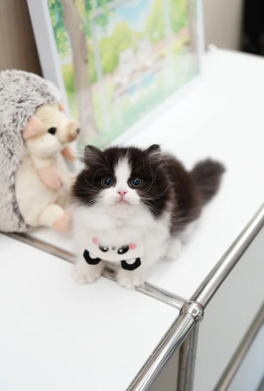 甜甜的小熊猫弟弟🐼