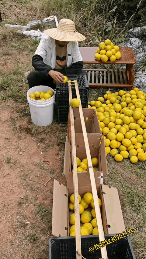 应该在水桶下面掏个洞，做漏斗状，水果放桶里，摇一摇，滚下来自动筛选，效率更高[憨