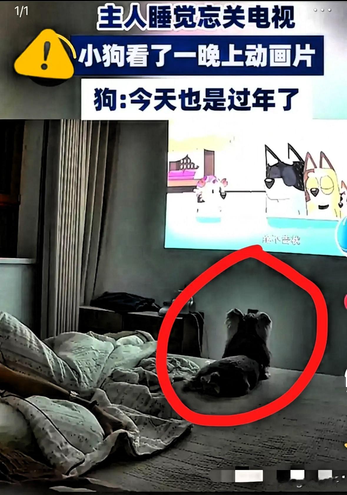 近日山东大哥忘关电视,醒来见狗子蹲屏前“通宵追剧”!这画面暖哭还藏小细节山