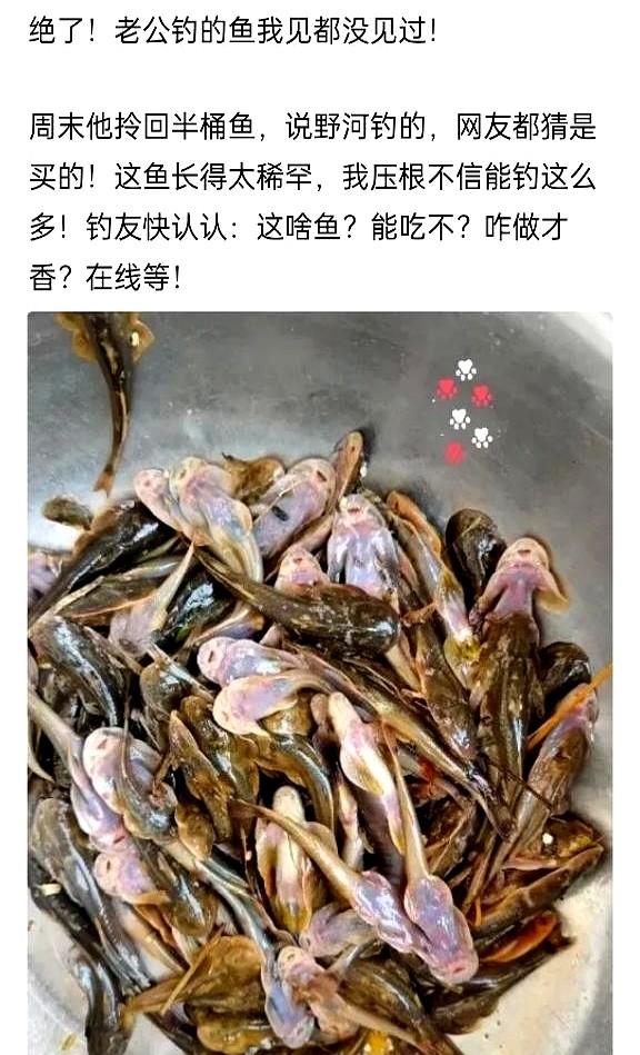 老公野钓拎回半桶怪鱼，我下巴差点掉地上！周末他乐呵呵地从野河边回来，献宝似的