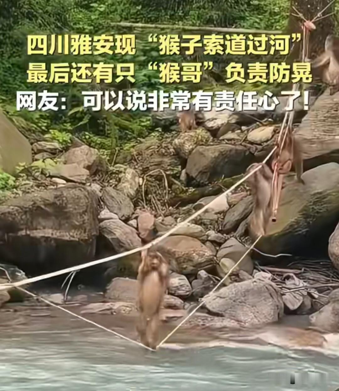 5月25日，四川雅安喇叭河景区，一群野生藏酋猴过河的画面火了。河道水流挺急，