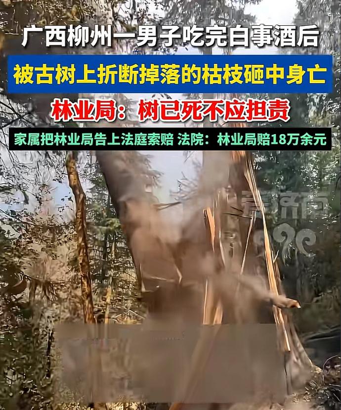 冤吗？柳州男子白事酒后被古树砸死，林业局说树已注销无责，法院终判！家人们，你