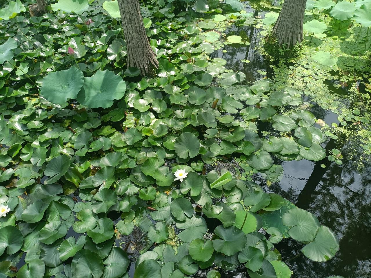 谁更应该觉得羞耻？羌族首领姚苌在杀死前秦皇帝苻坚后，登基称帝，史称后秦。他