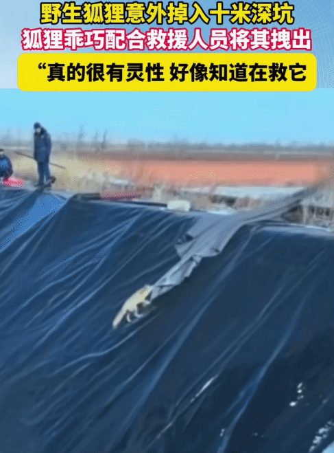 “太有灵性了！”内蒙古，一只野生狐狸掉进十米深坑。没想到，救援人员拿来长布扔下去