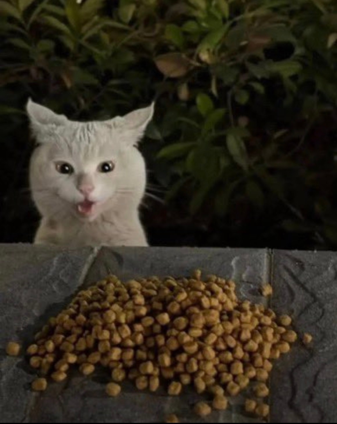 每次放食物给它的时候，小猫都会露出“哦哦！”惊讶又感动的表情