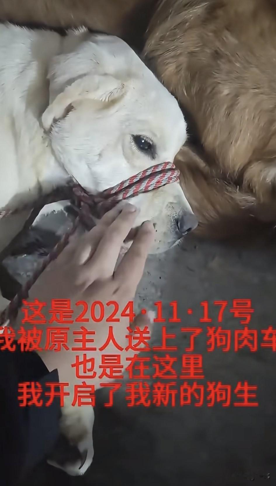 太可怜了！一只狗狗居然被主人送上了狗肉车，也就是在这里它遇到了好心的救援队，他们