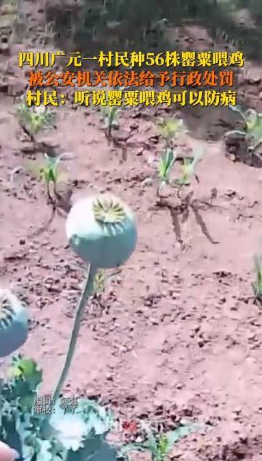 “拿罂粟喂鸡？”四川广元，一大爷为了防止自家鸡得病，竟种植了56株罂粟用来喂鸡，