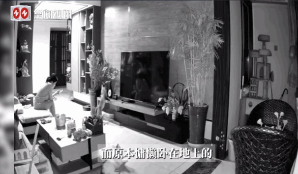 万物皆有灵！”近日，山东，一女子坐在沙发上玩手机时，家里养的几只猫突然反常的看向