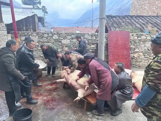 重庆呆呆杀猪这事，文旅局回应了！原来还能这样处理…哎，最近刷到那个“呆呆杀猪