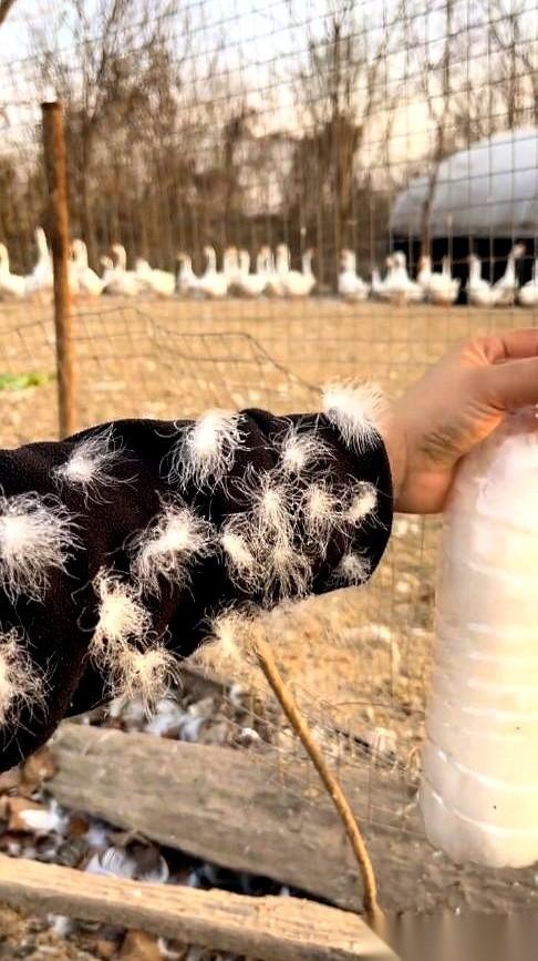 专家说300块以下买不到真羽绒服。然后，苏州一个姑娘直接把桌子掀了。她没跟任