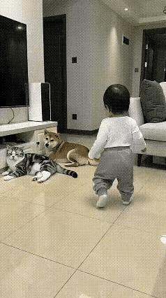 喵星人：没点眼力吗？这么多年白活了吗？