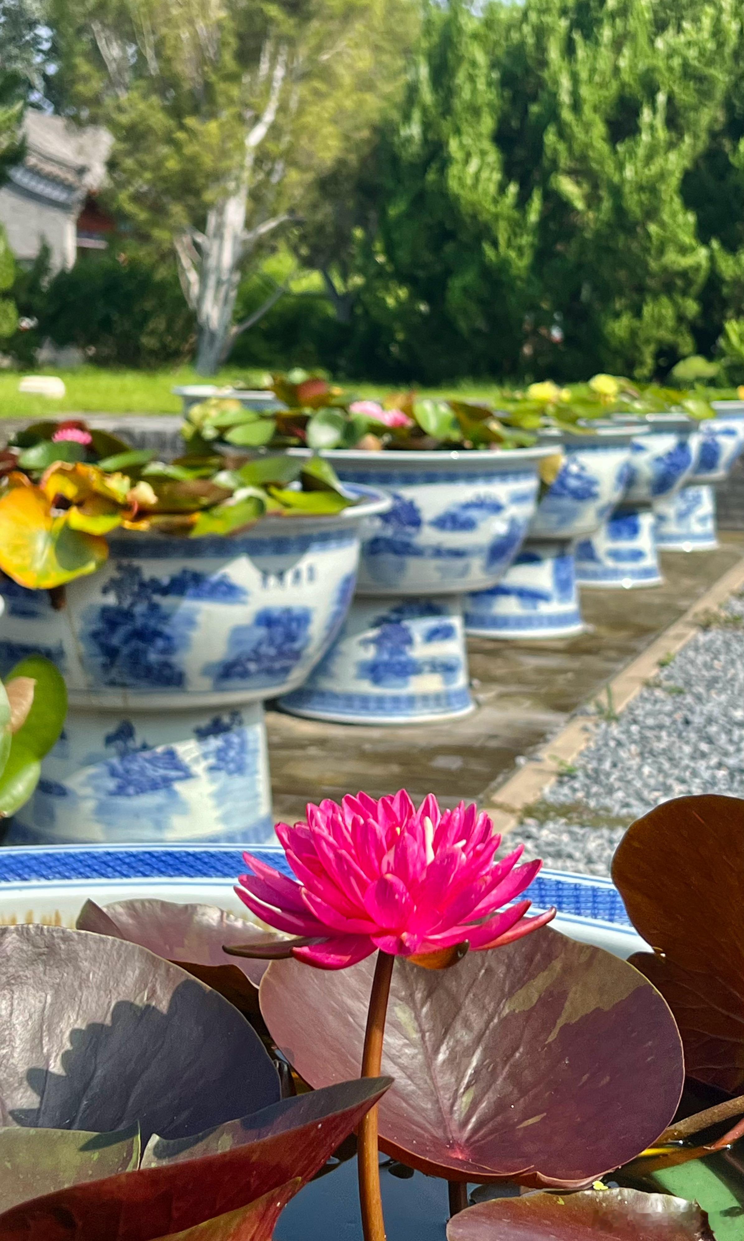 北海公园阐福寺睡莲花开摄影​​​