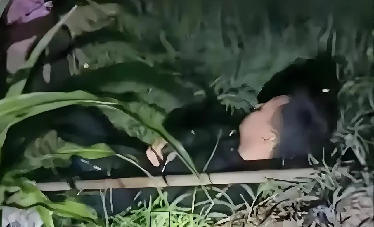 近日社交媒体的一段视频令人瞬间泪目！河北一对农村夫妻夜间灌溉农田，小憩时妻子遍寻