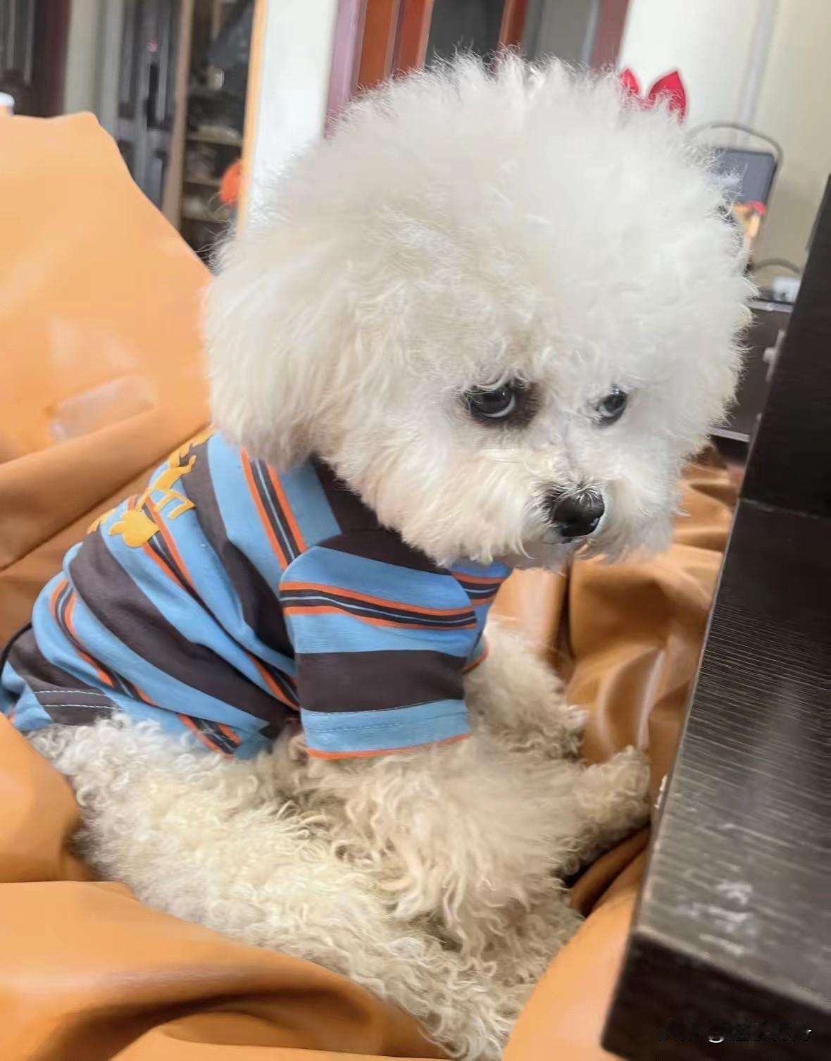 女同事要结婚了就把她养的狗硬塞给我收养，没想到这小狗娇生惯养实在难以伺候，准备把