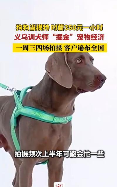 “这简直就是捡钱啊！”2025年，浙江义乌，一名狗模特一小时就能挣到350元，一