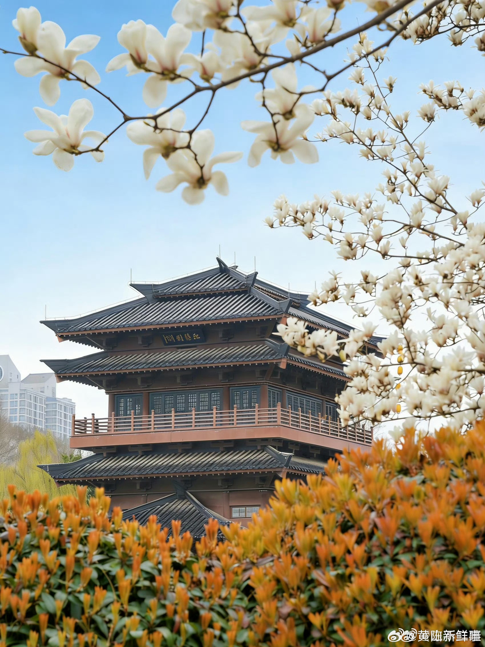 合肥逍遥津公园里的春日氛围感拉满春天已经盛大开场了！很多人问我合肥有什么玩的，其