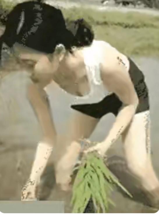 插秧水田地里在插秧；现在已经机械化；大的面积用机械；边角旮旯用人插；今