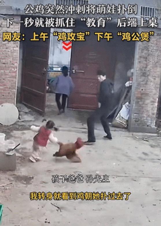 “上午鸡攻宝，下午鸡公煲！”近日，江苏徐州，一小女孩在走路时，院子里的公鸡突然冲