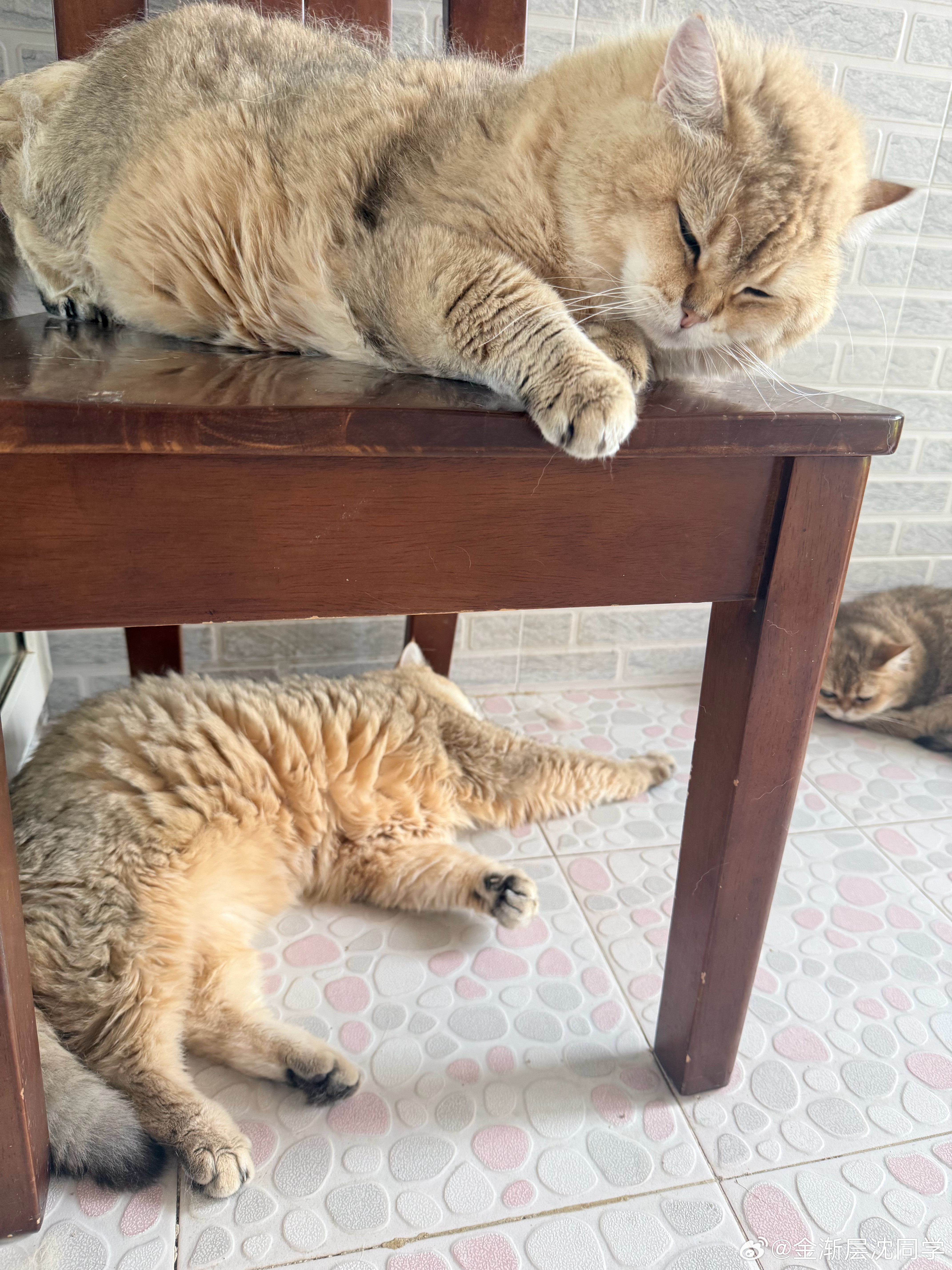 阳台凉快，都在阳台睡觉萌宠猫咪